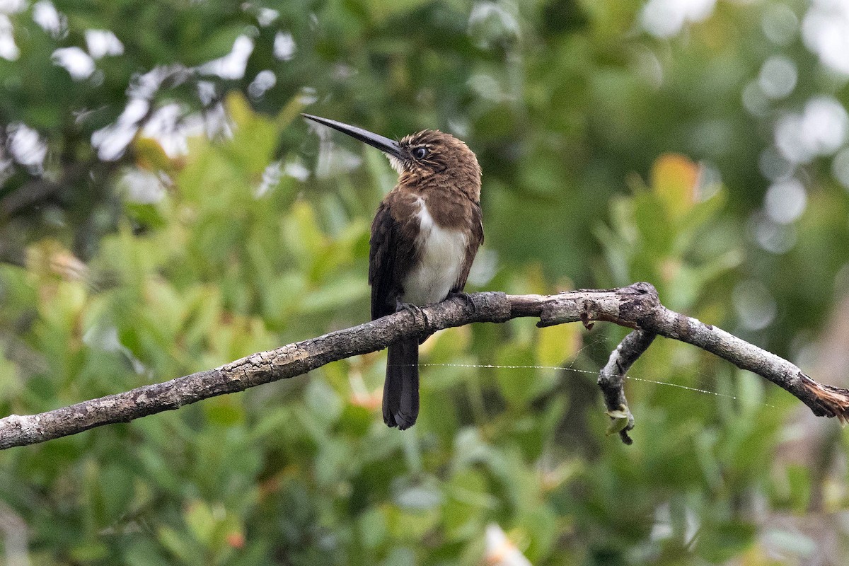 Brown Jacamar - ML646117660
