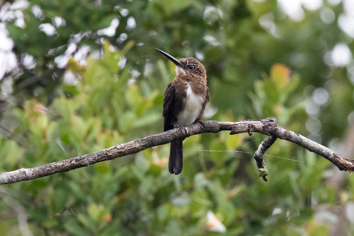 Brown Jacamar - ML646117669