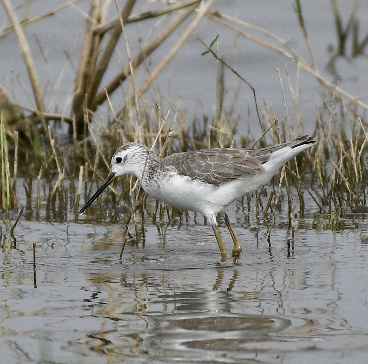 Marsh Sandpiper - ML646117672