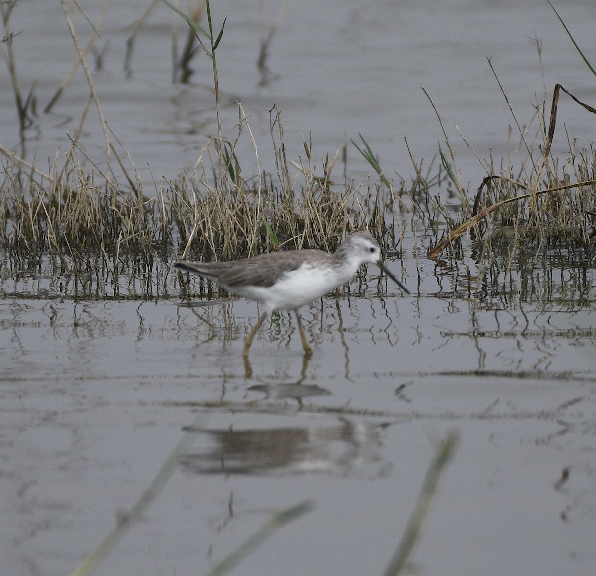 Marsh Sandpiper - ML646117673