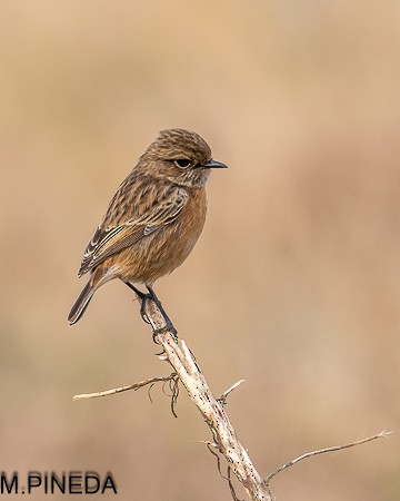 European Stonechat - ML646117678