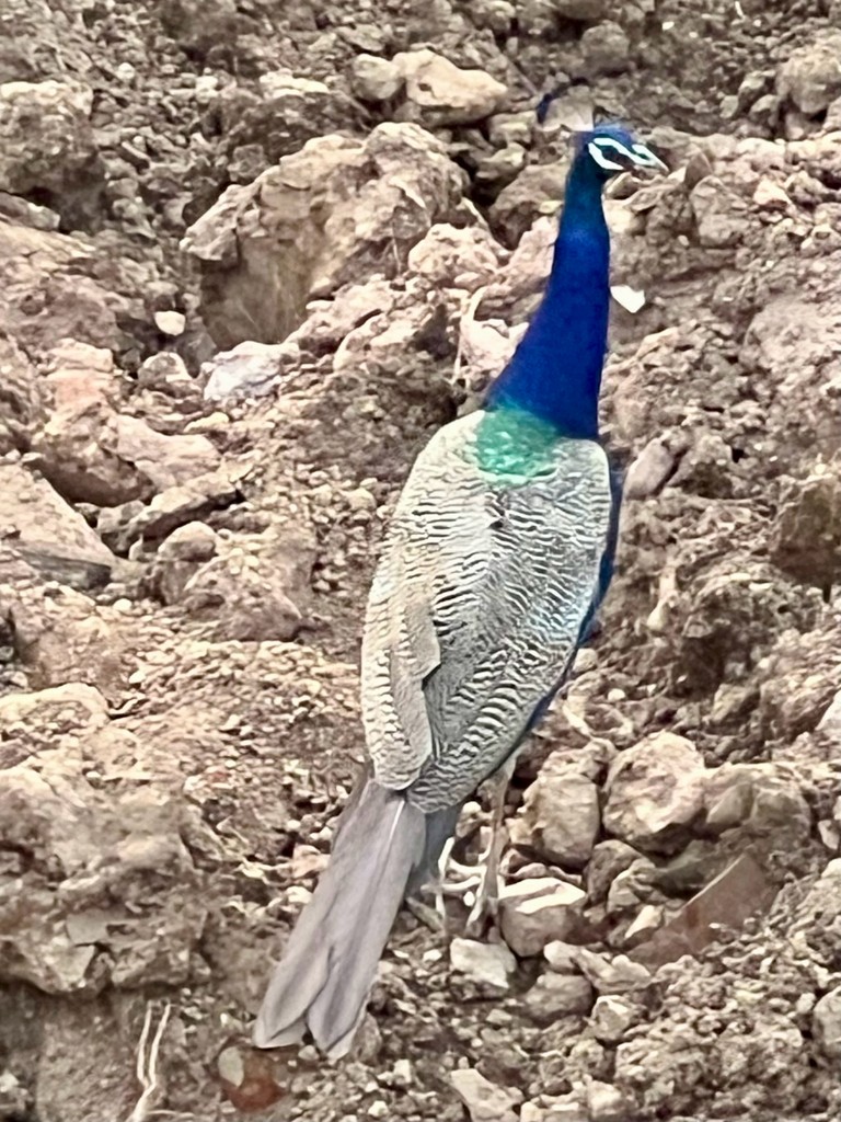 Indian Peafowl - ML646117680