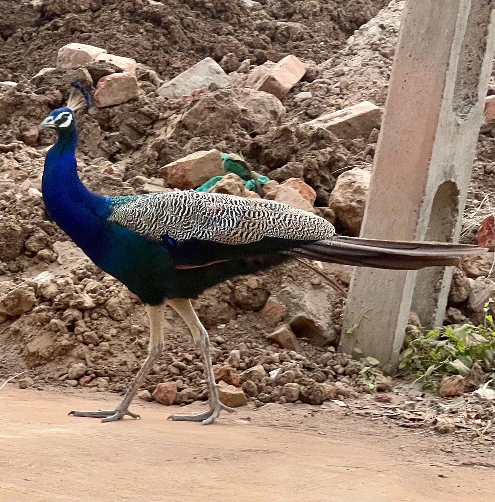 Indian Peafowl - ML646117684