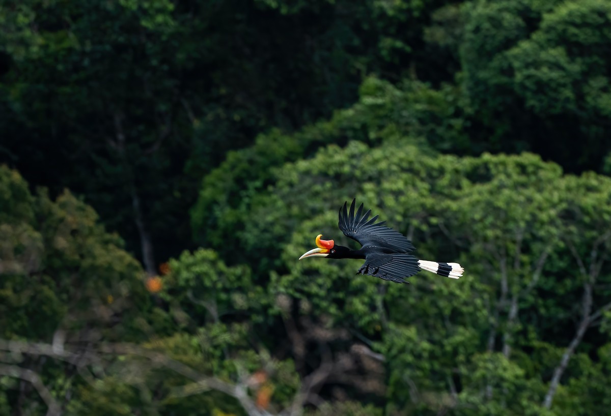 Rhinoceros Hornbill - ML646117687