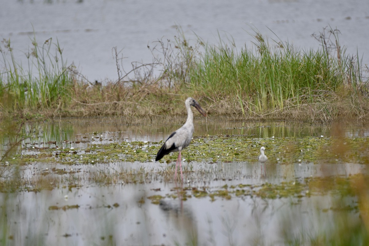 Asian Openbill - ML646117690