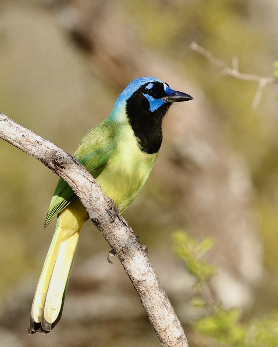 Geai vert - ML646117691