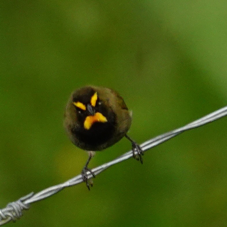 Yellow-faced Grassquit - ML646117693