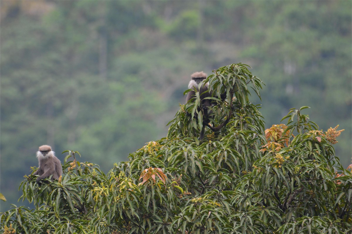 Purple-faced Langur - ML646117694
