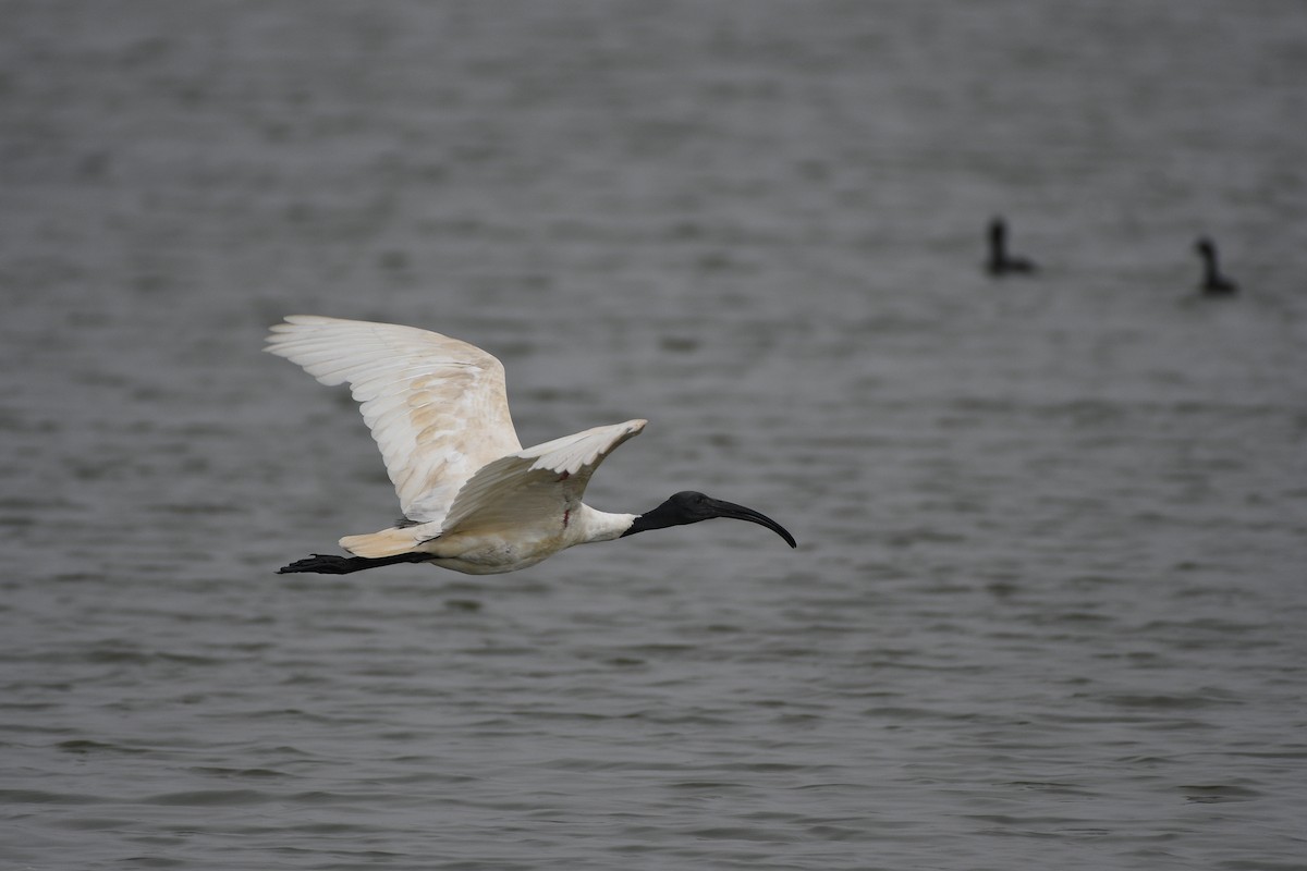 Black-headed Ibis - ML646117703