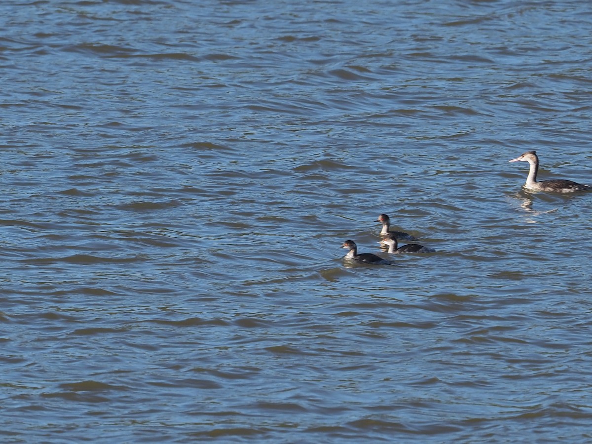 Great Crested Grebe - ML646117712