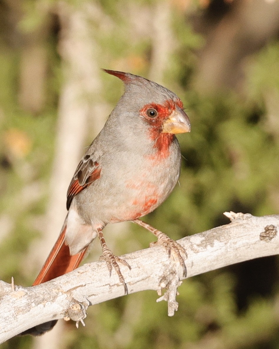 Pyrrhuloxia - ML646117716