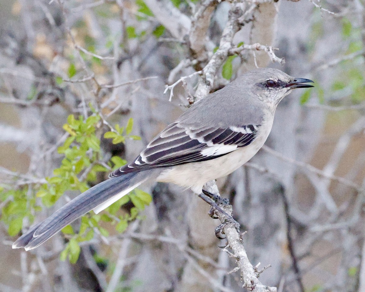 חקיינית צפונית - ML646117723