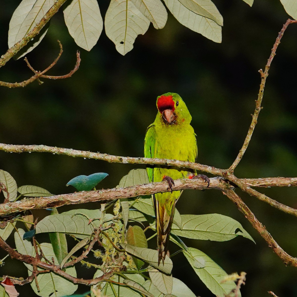 Scarlet-fronted Parakeet - ML646117724