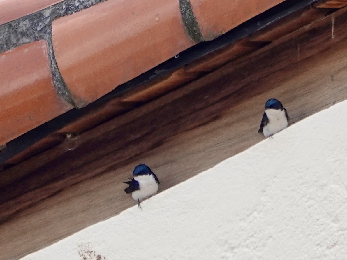 Blue-and-white Swallow - ML646117725