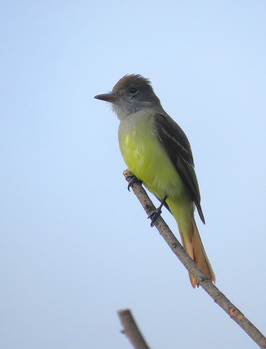 Sarı Karınlı Sinekkapan - ML646117728