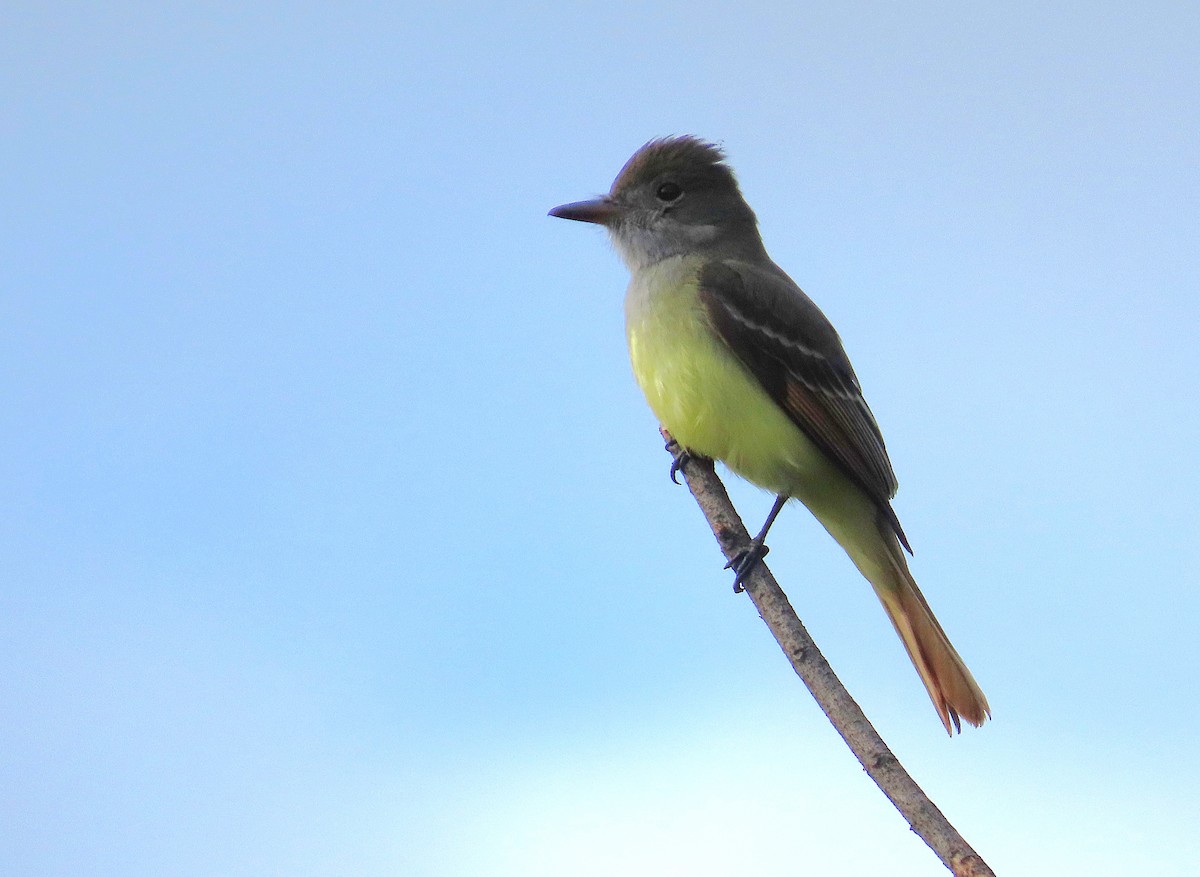 Sarı Karınlı Sinekkapan - ML646117729