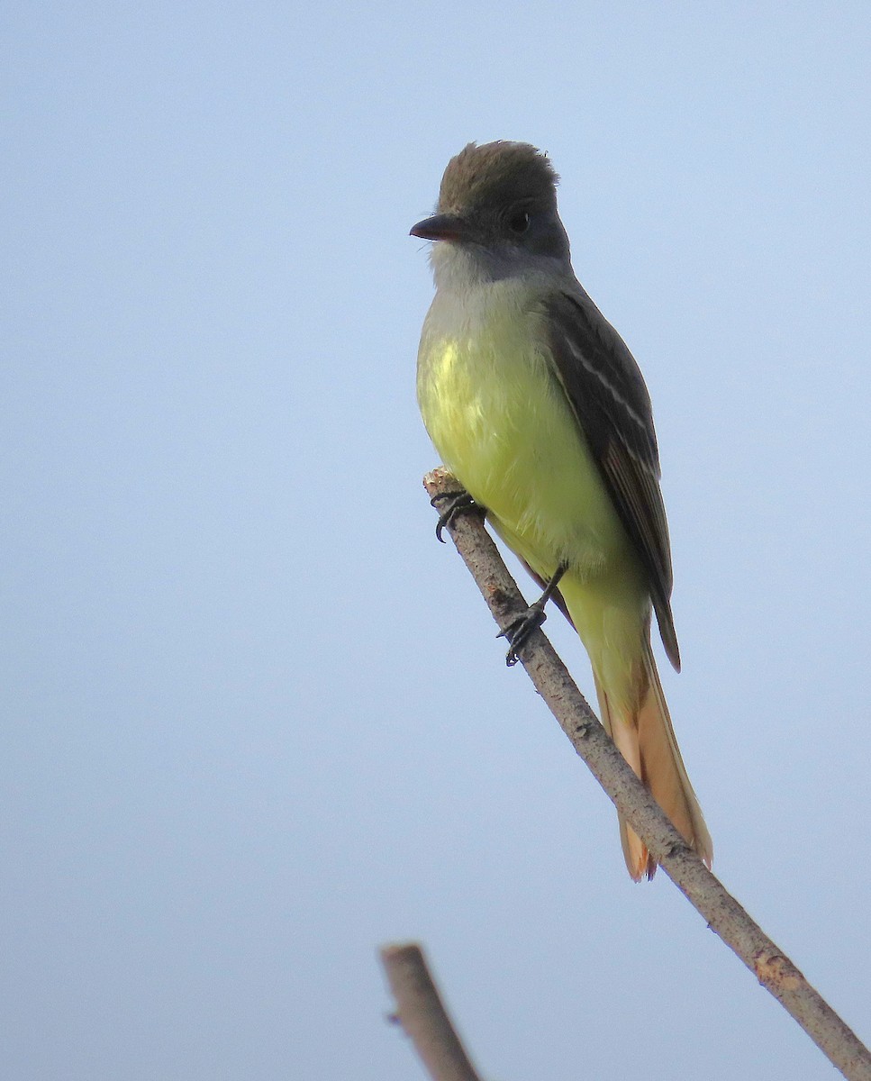 Sarı Karınlı Sinekkapan - ML646117730