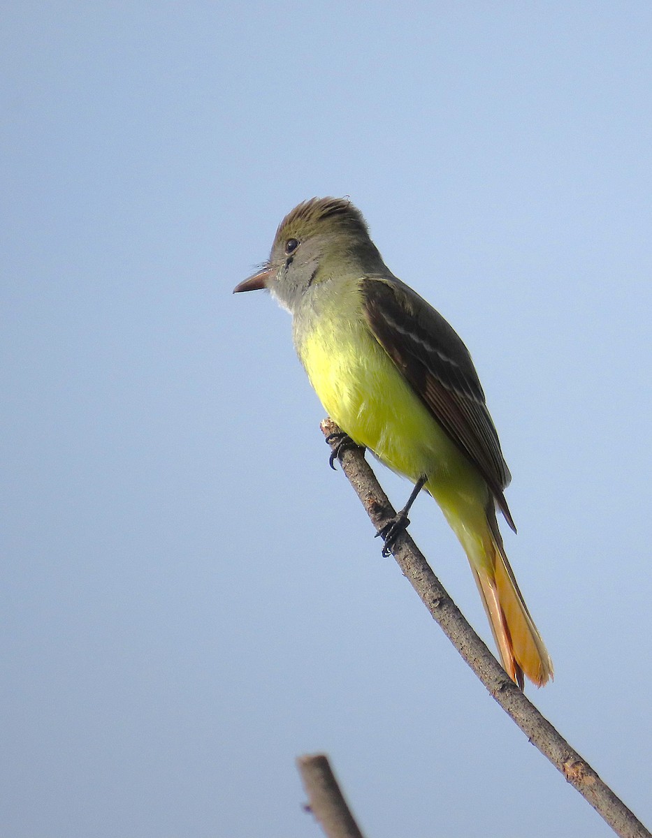 Sarı Karınlı Sinekkapan - ML646117731