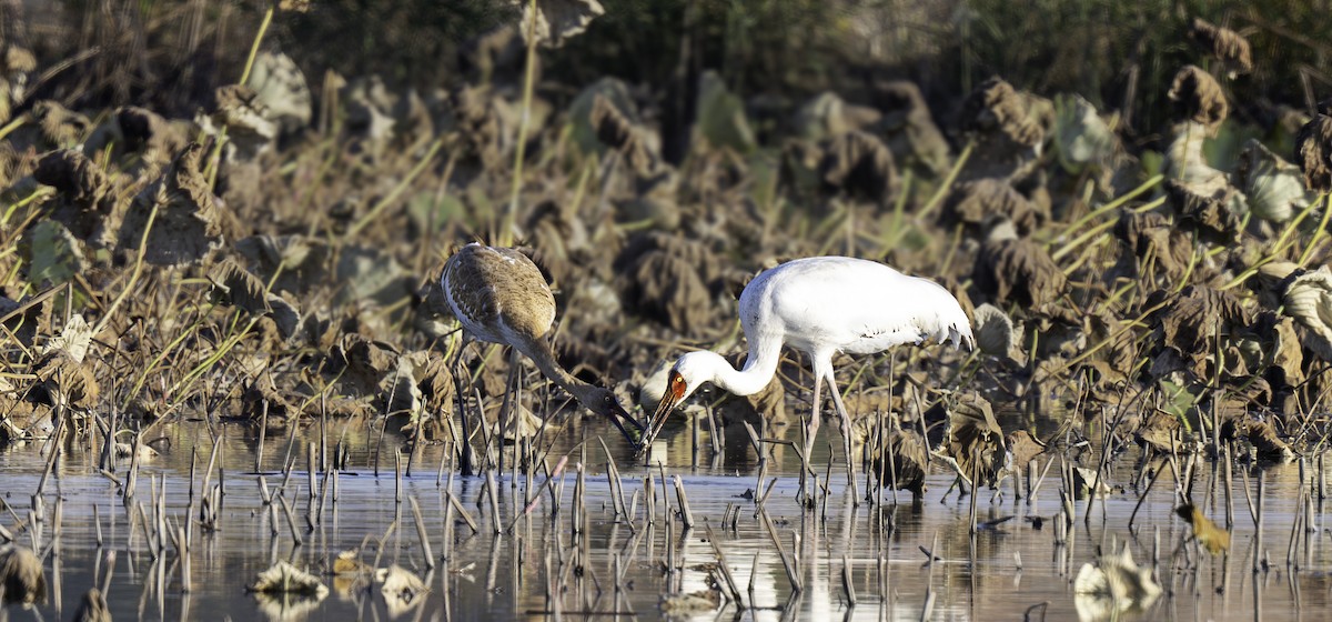 jeřáb bílý - ML646117732