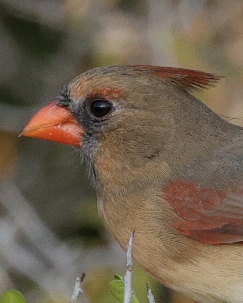 קרדינל צפוני - ML646117737