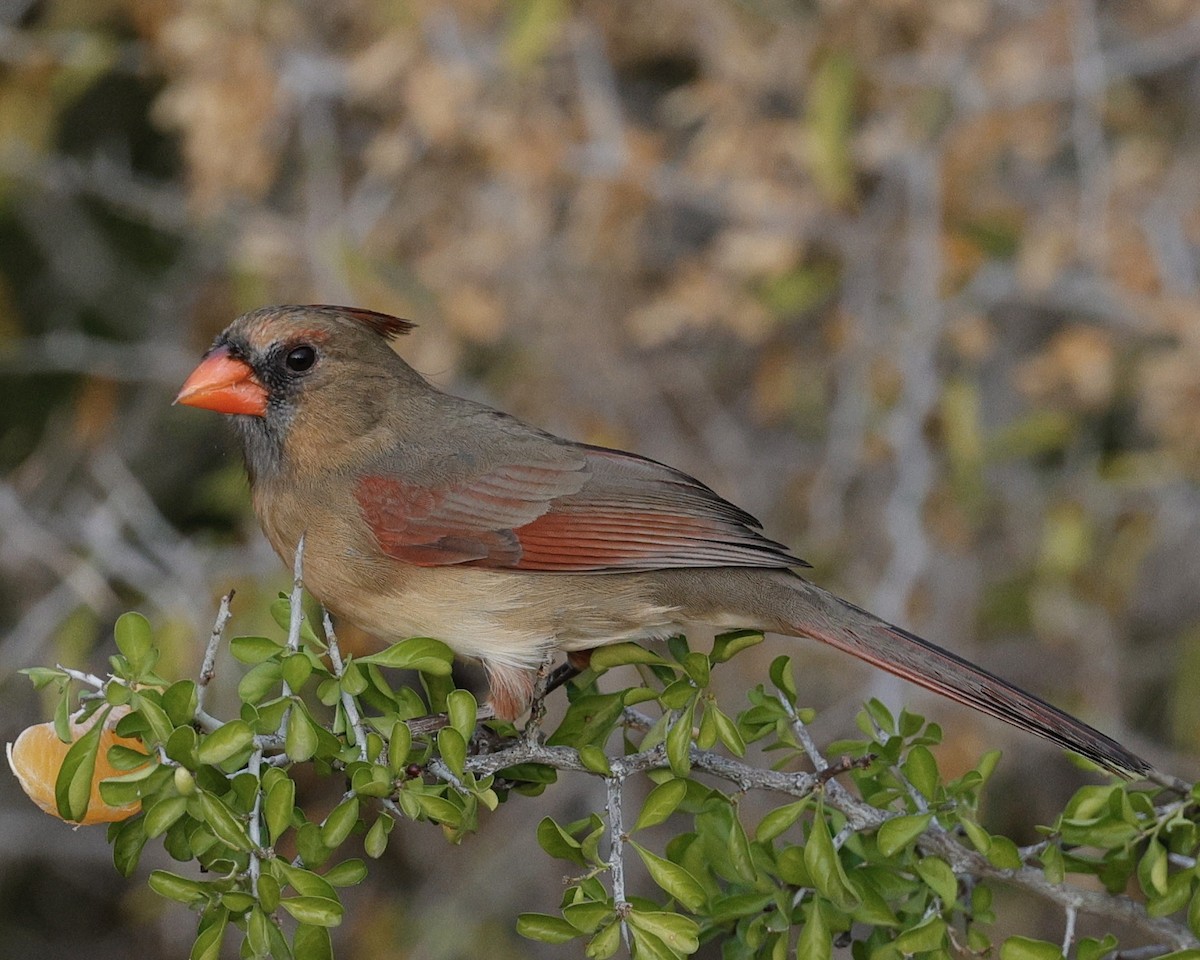 קרדינל צפוני - ML646117738