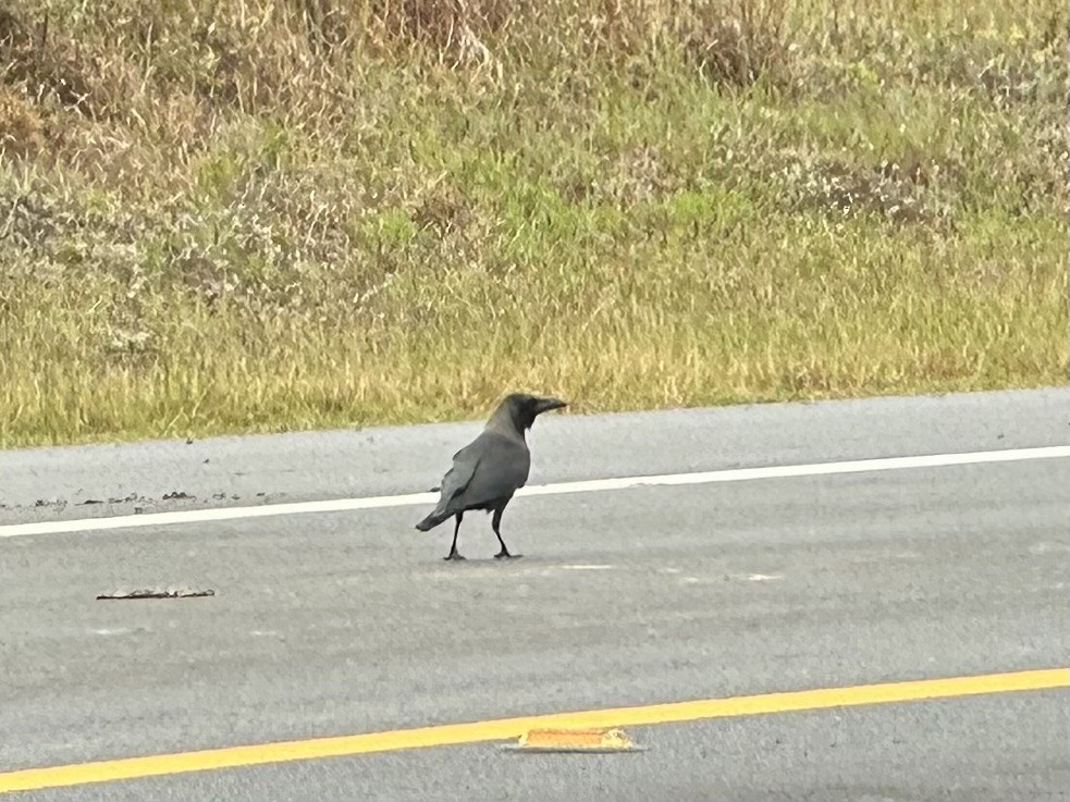 House Crow - ML646117740