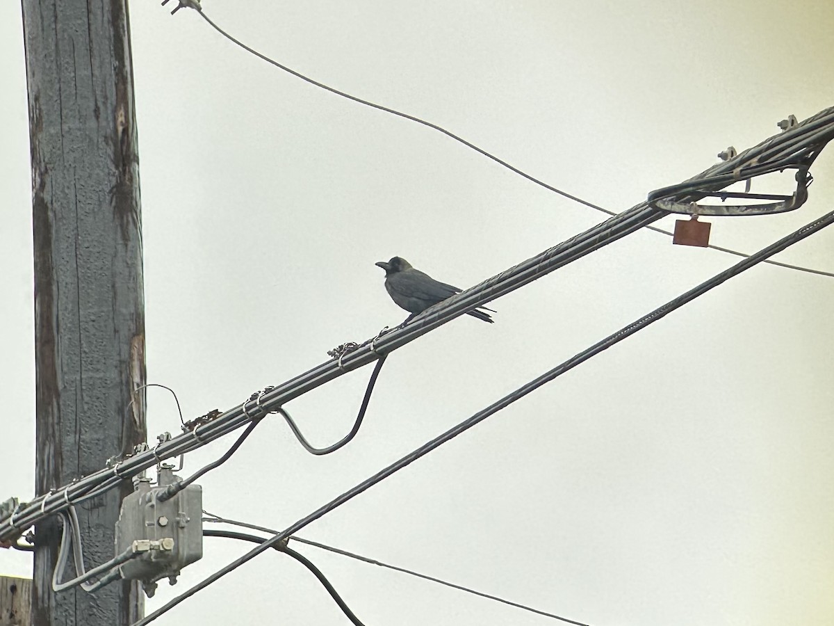 House Crow - ML646117741