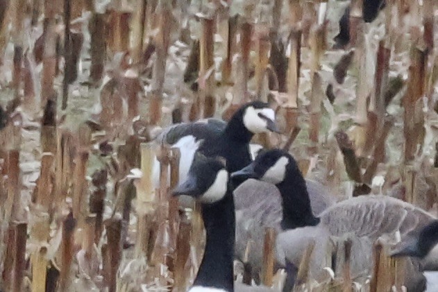 Barnacle Goose - ML646117744