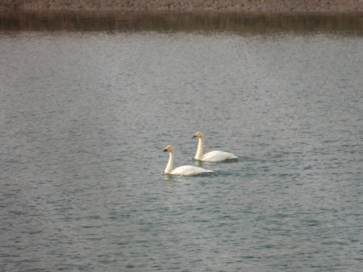 Tundra Swan - ML646117745