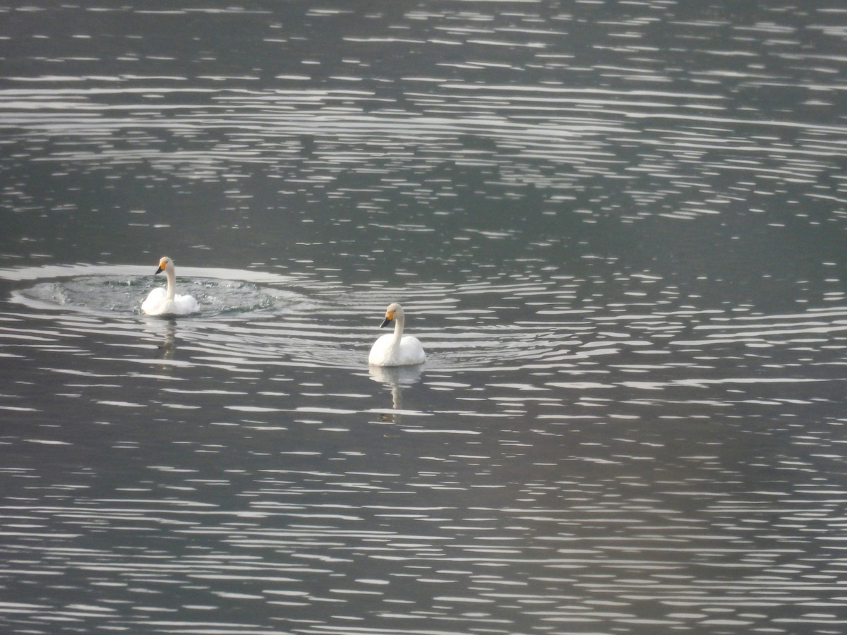 Tundra Swan - ML646117746