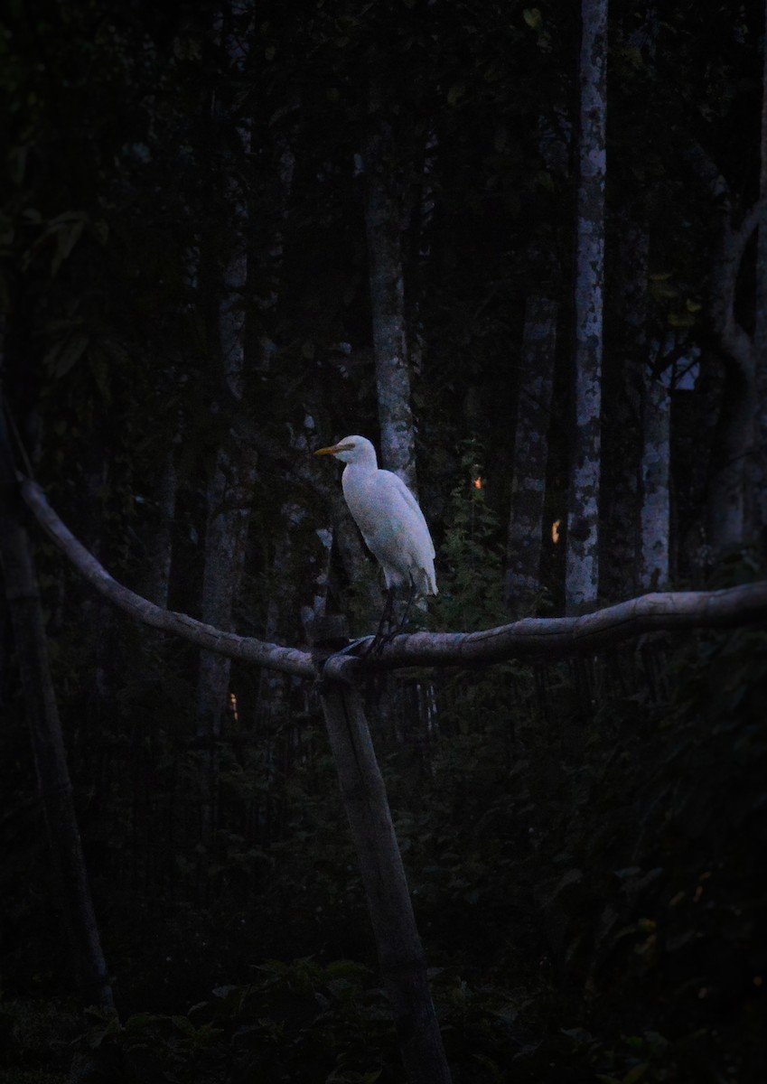 Eastern Cattle-Egret - ML646117756