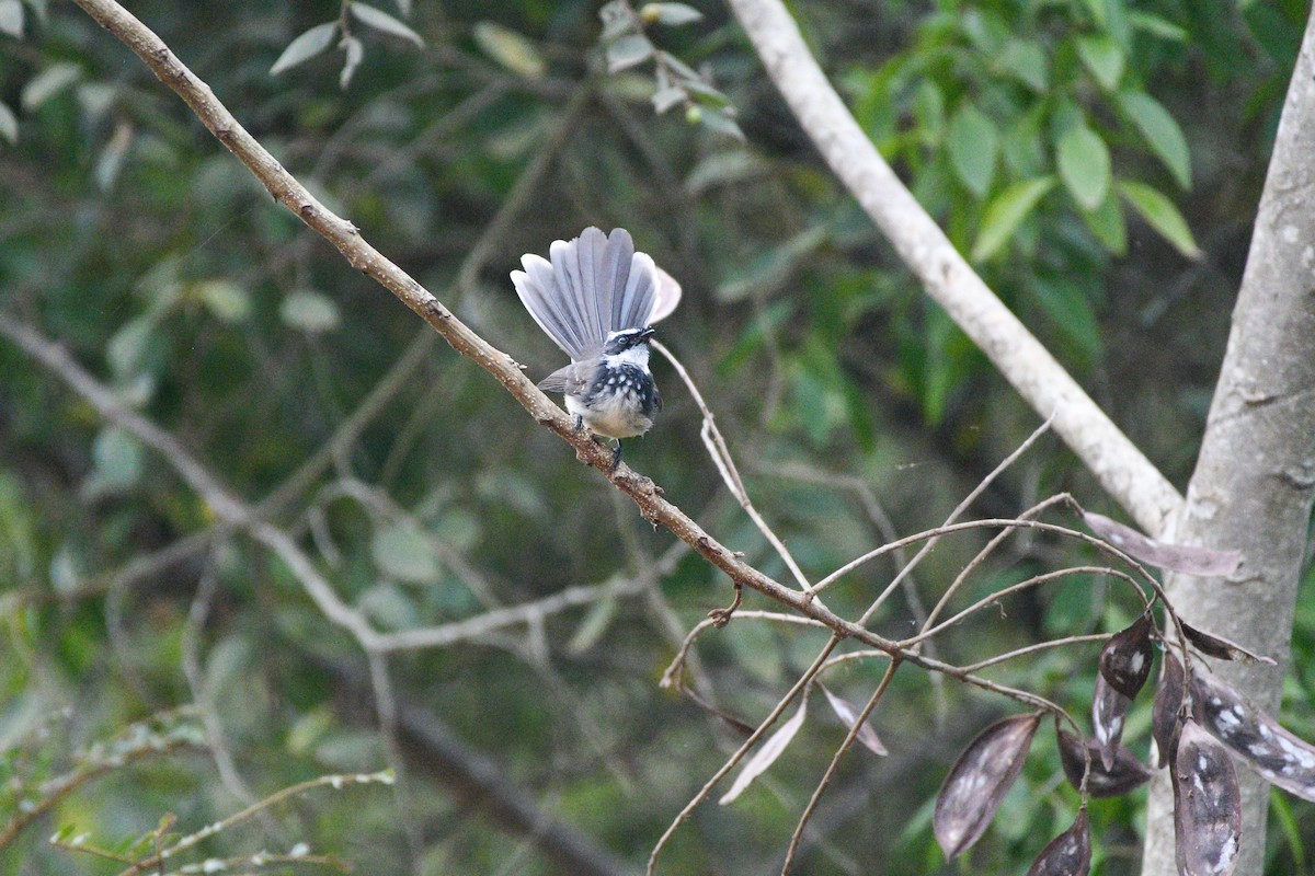 Spot-breasted Fantail - ML646117766