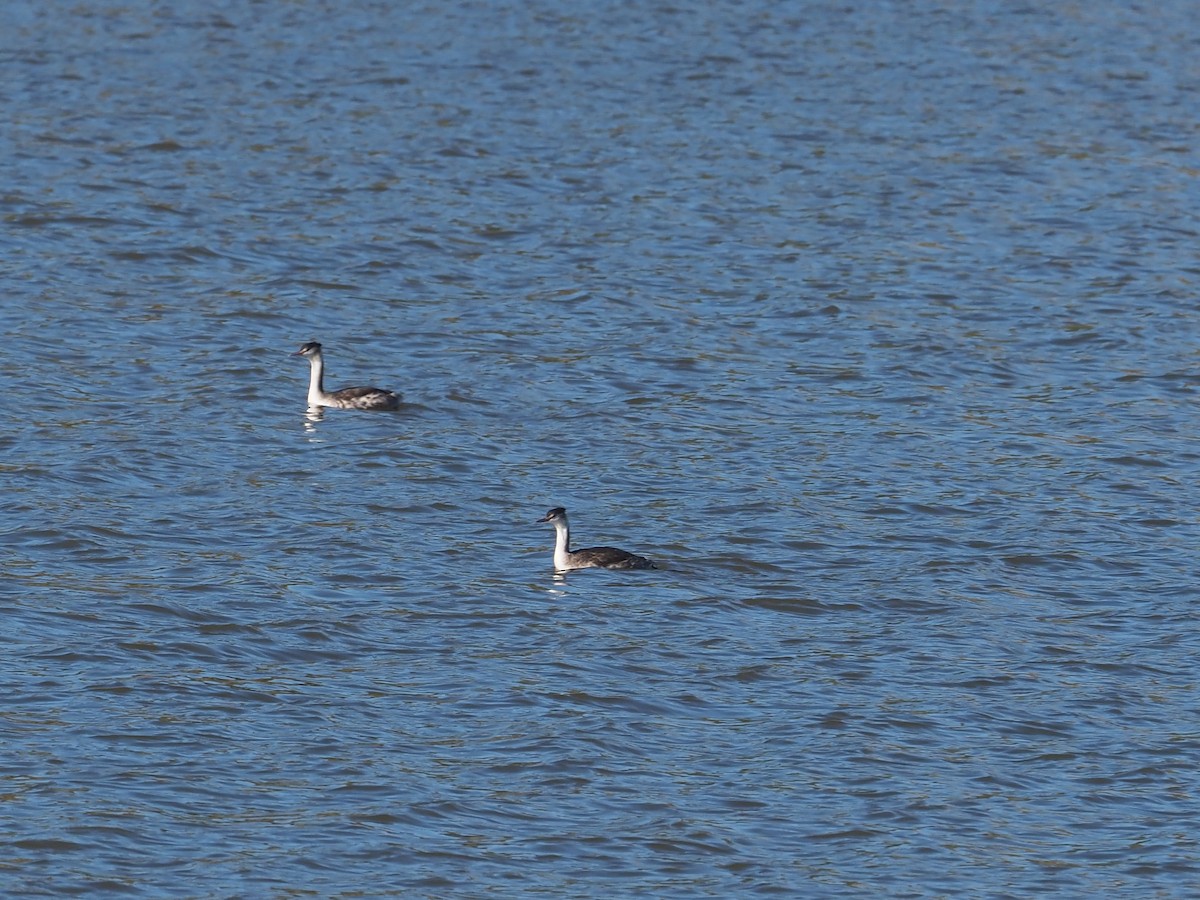 Great Crested Grebe - ML646117768