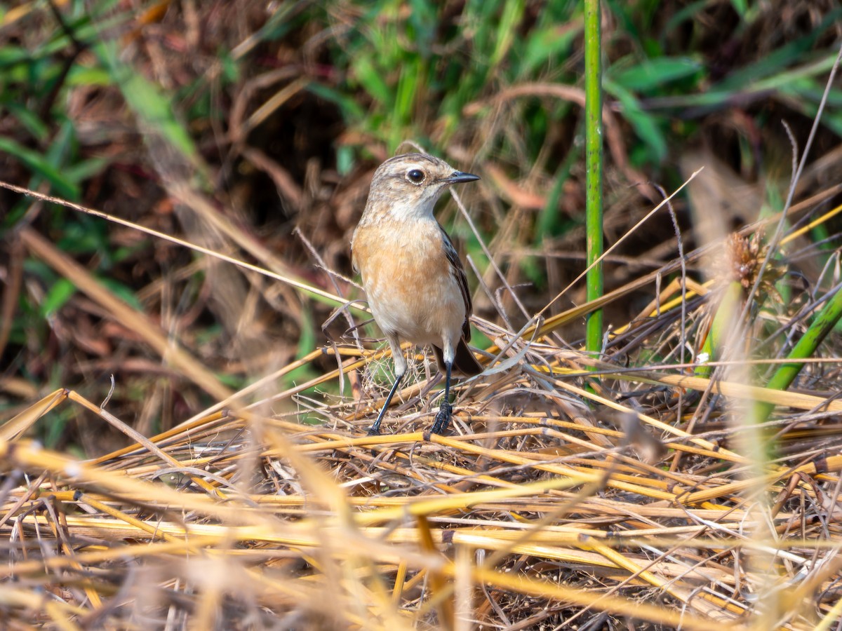 Pallasschwarzkehlchen - ML646117770