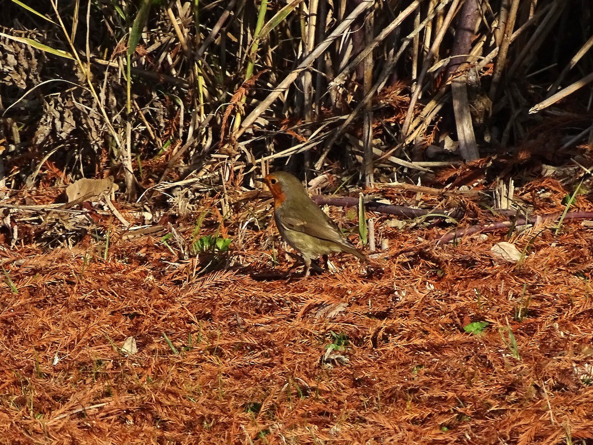 European Robin - ML646117779
