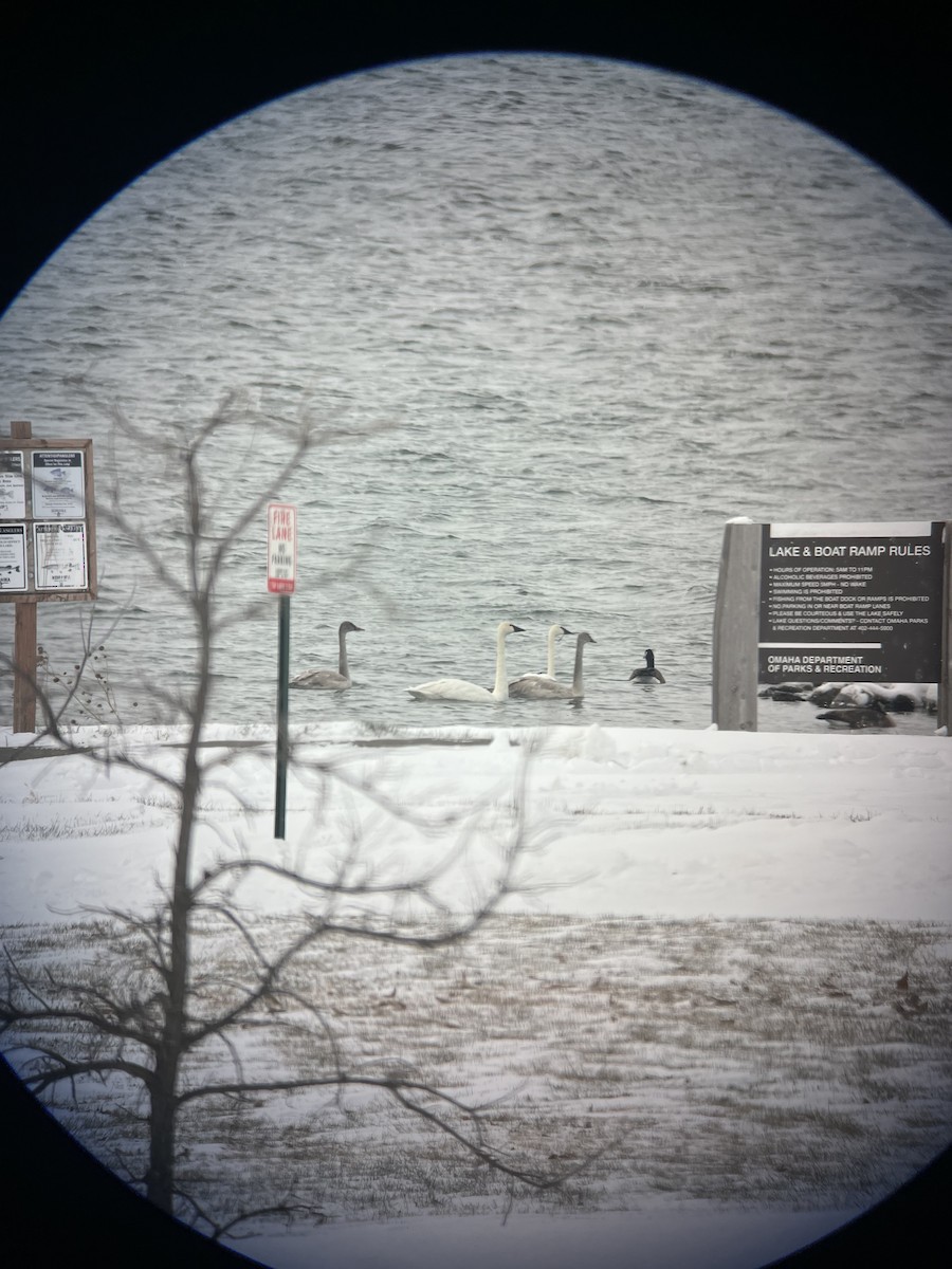 Trumpeter Swan - ML646117781