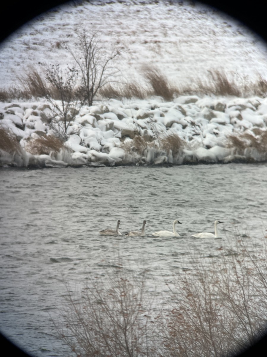 Trumpeter Swan - ML646117782