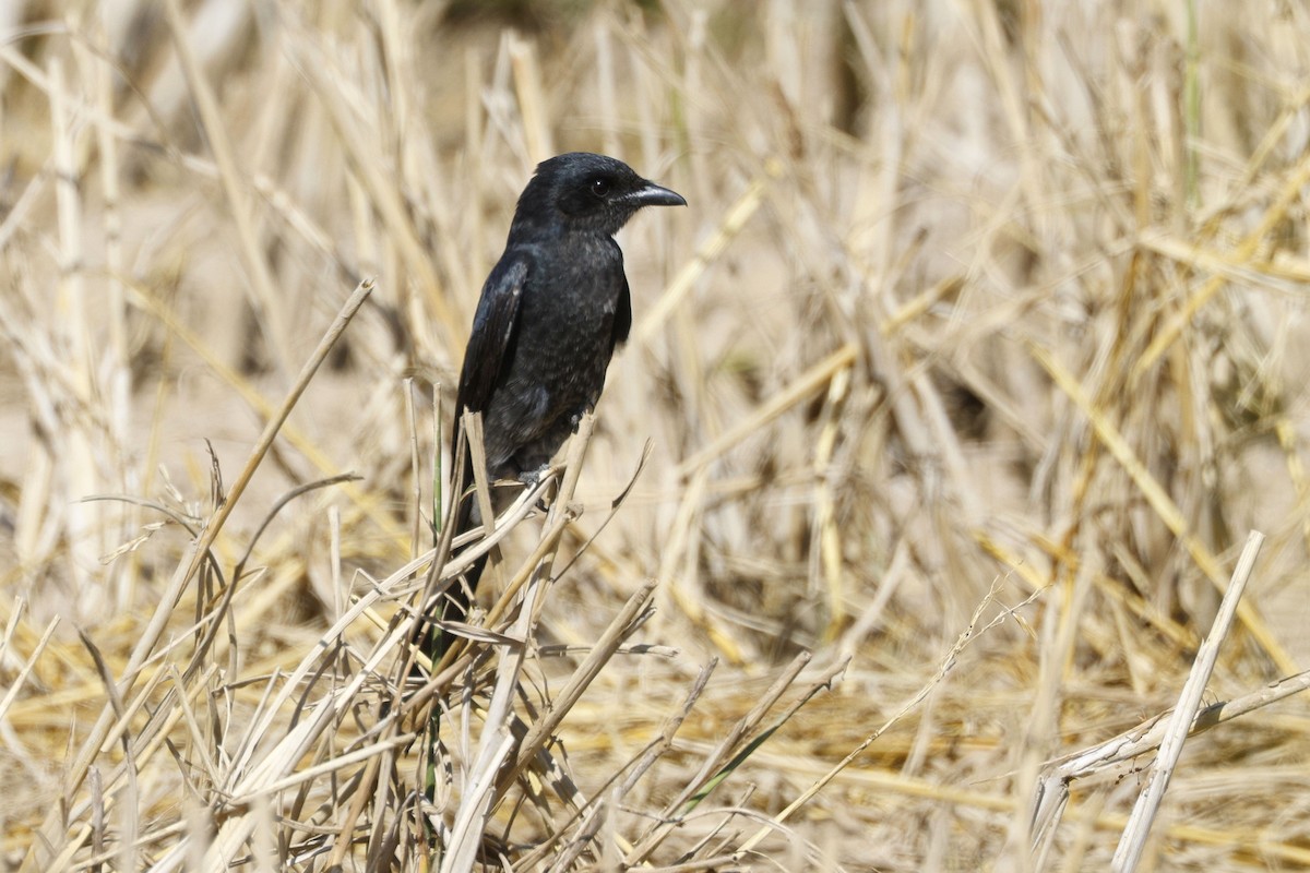 drongo černý - ML646117784