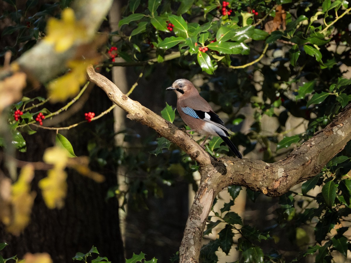Eurasian Jay - ML646117786