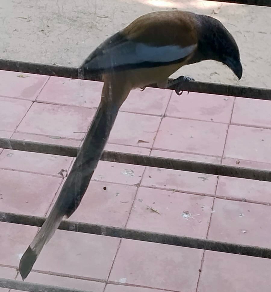 Rufous Treepie - ML646117798