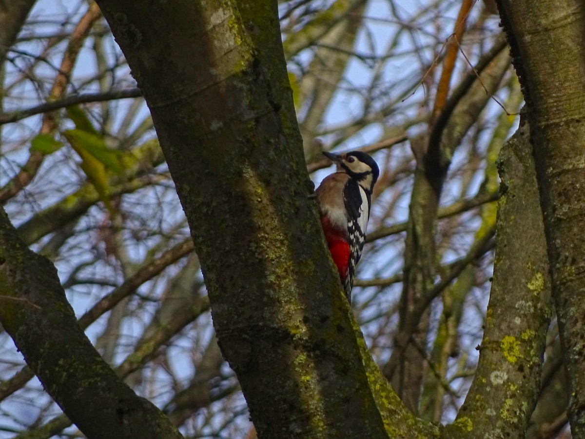 Great Spotted Woodpecker - ML646117800