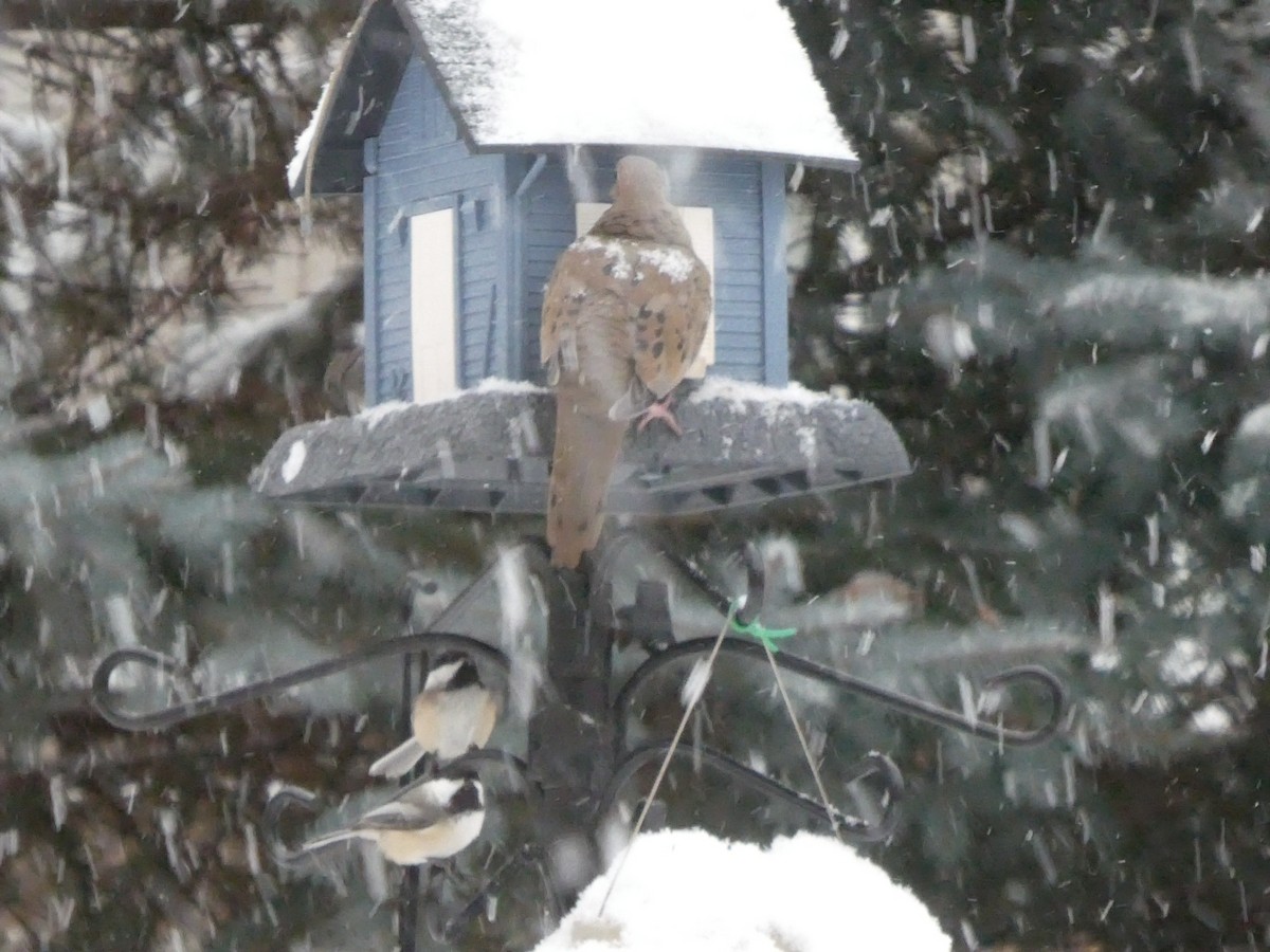 Black-capped Chickadee - ML646117809