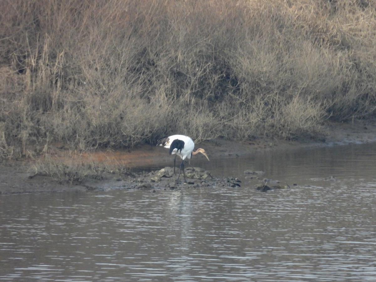 Red-crowned Crane - ML646117815