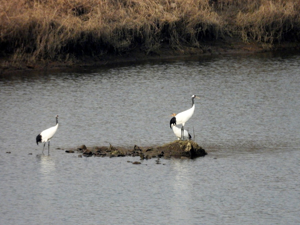 Red-crowned Crane - ML646117816