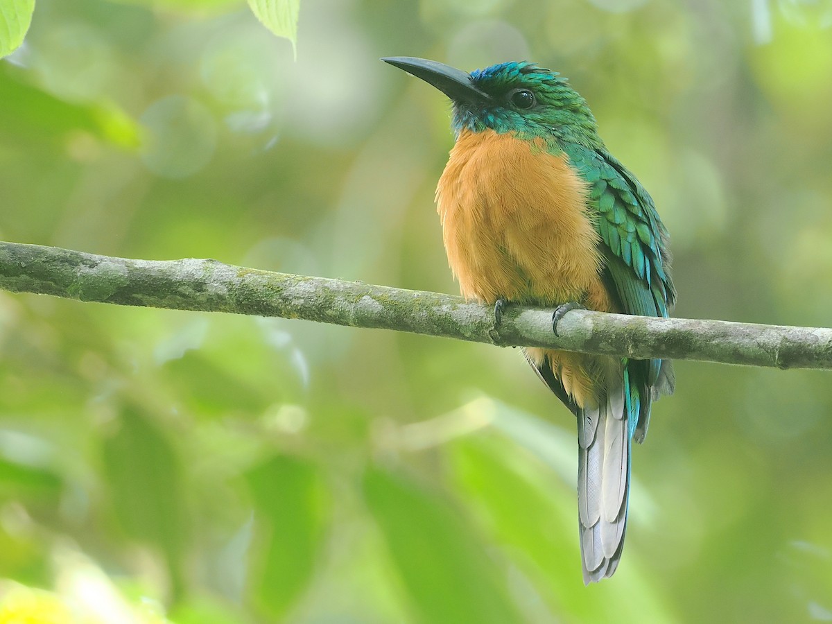 Great Jacamar - ML646117818