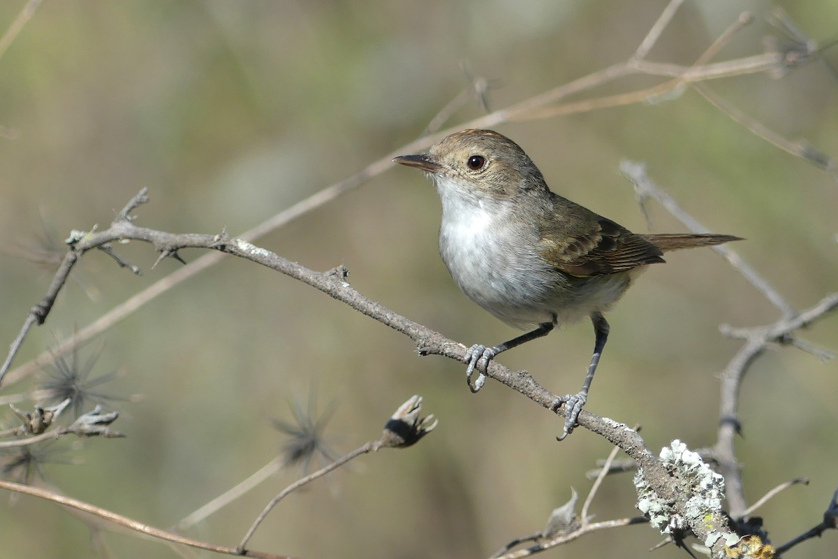Fulvous-crowned Scrub-Tyrant - ML646117823
