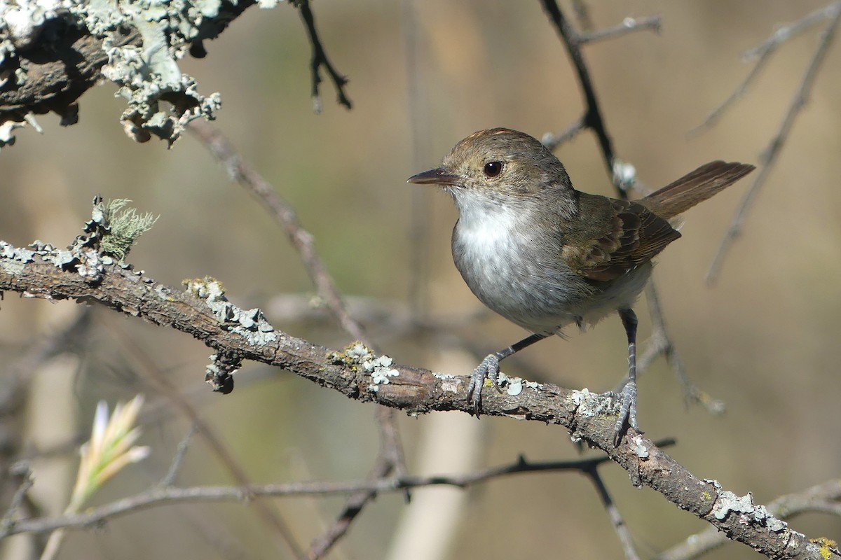Fulvous-crowned Scrub-Tyrant - ML646117826