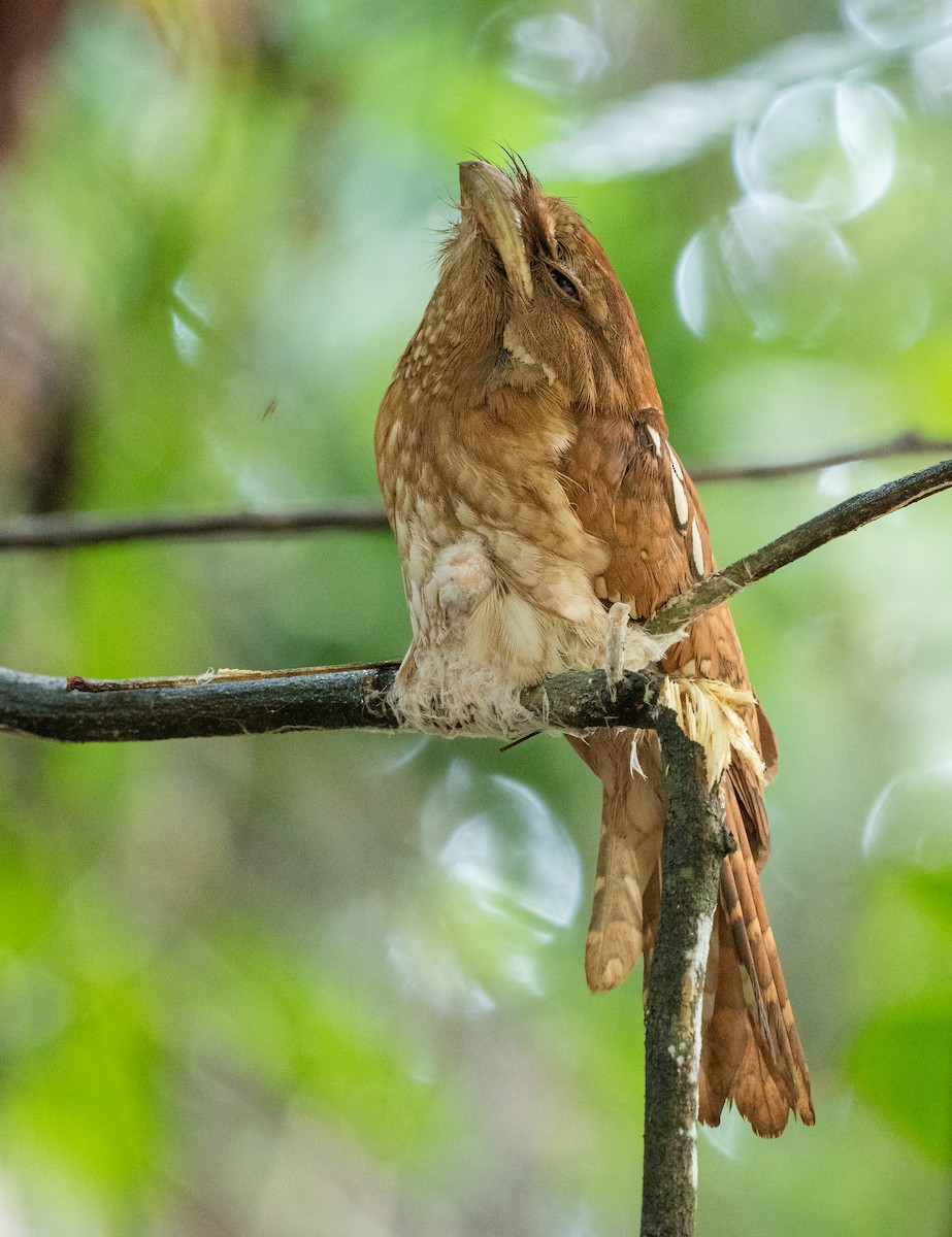 Gould's Frogmouth - ML646117830