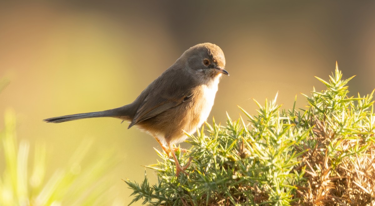 Magnanina comune - ML646117831