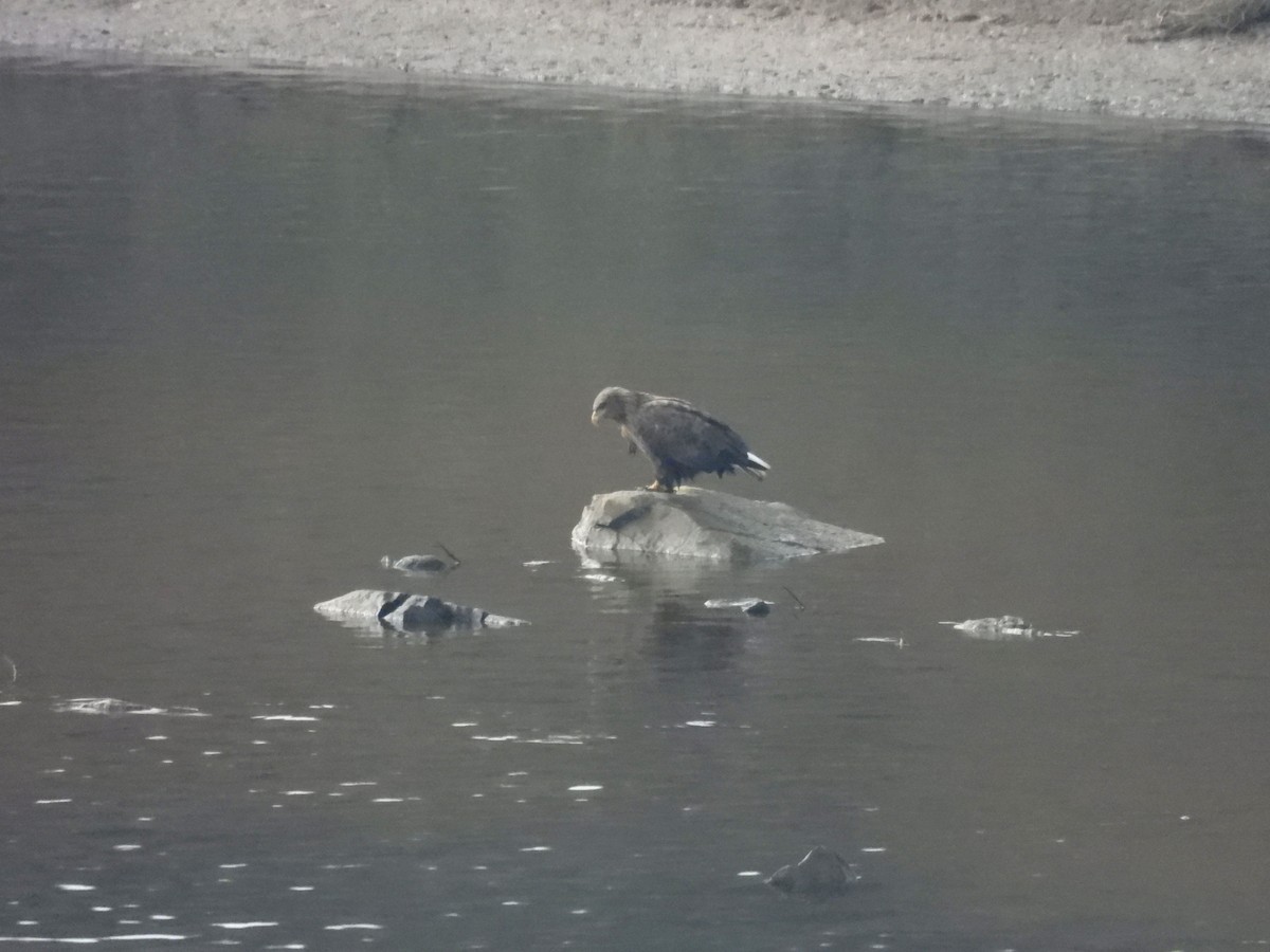 White-tailed Eagle - ML646117846